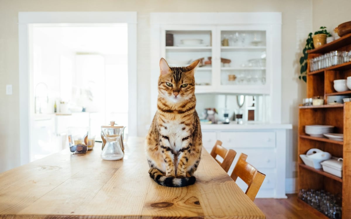 Gatto che osserva un robot aspirapolvere in azione