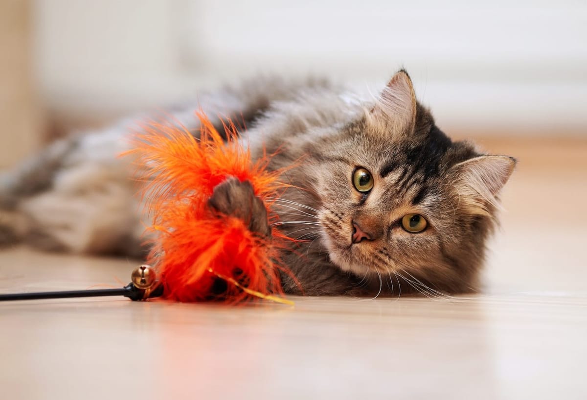 Non è solo tecnologia, è benessere quotidiano: così gli accessori hi-tech stanno cambiando la vita dei gatti